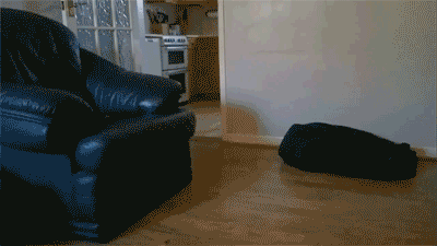 superpuppywipeout6a.gif