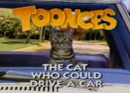 Image result for toonces gif